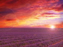 Lavander Field with amazing sunset stock photography Lavander Field with amazing sunset stock photography