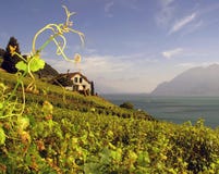 Lavaux Vineyards 4 Switzerland