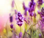 Lavendel Lavendel