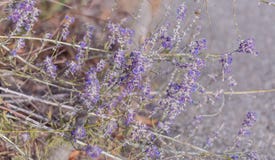 lavendel Bl?hende purpurrote Lavendelblumen und trockenes Gras auf den Wiesen oder den Gebieten Kunstphotographie lizenzfreies stockfoto lavendel Bl?hende purpurrote Lavendelblumen und trockenes Gras auf den Wiesen oder den Gebieten Kunstphotographie lizenzfreies stockfoto
