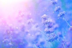 Lavendel Blomma doftande lavendelblommor på ett fält, closeup Violett bakgrund av växande lavendel som svänger på vind royaltyfria bilder Lavendel Blomma doftande lavendelblommor på ett fält, closeup Violett bakgrund av växande lavendel som svänger på vind royaltyfria bilder