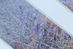 Lavendel Blomma purpurf?rgade lavendelblommor och gr?nt gr?s i ?ngarna eller f?lten Modell f?r text fotografering för bildbyråer Lavendel Blomma purpurf?rgade lavendelblommor och gr?nt gr?s i ?ngarna eller f?lten Modell f?r text fotografering för bildbyråer