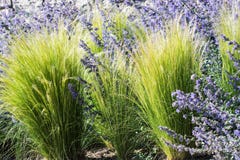 Lavendel blommar att blomma i parkera, säsongsbetonad naturlig plats royaltyfri fotografi Lavendel blommar att blomma i parkera, säsongsbetonad naturlig plats royaltyfri fotografi
