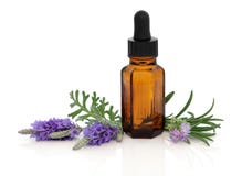 Lavendel en Rosemary Essence stock afbeeldingen Lavendel en Rosemary Essence stock afbeeldingen
