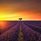 Lavendel und einsamer Baum aufwärts auf Sonnenuntergang Provence, Frankreich stockbild Lavendel und einsamer Baum aufwärts auf Sonnenuntergang Provence, Frankreich stockbild