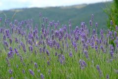 Lavendelblomningar i Tuscany Italien arkivbilder Lavendelblomningar i Tuscany Italien arkivbilder