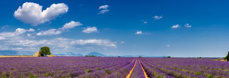 Lavendelfält i hjärtan av Valensole, sydliga Frankrike arkivbild Lavendelfält i hjärtan av Valensole, sydliga Frankrike arkivbild