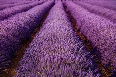 Lavendelfältet blommar ändlös radtextur france provence royaltyfria foton Lavendelfältet blommar ändlös radtextur france provence royaltyfria foton
