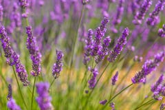 Lavendelinflorescence Bakgrund royaltyfri foto Lavendelinflorescence Bakgrund royaltyfri foto