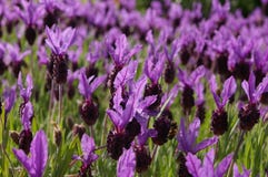 lavender 02 lavender 02