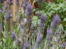 Lavender in bloom royalty free stock photography Lavender in bloom royalty free stock photography