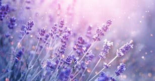 Lavender. Blooming fragrant lavender flowers on a field, closeup. Violet background of growing lavender swaying on wind
