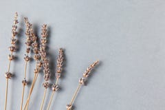 Lavender branches on grey background, copy space. Bottom location. Minimalistic flat lay. Horizontal. Image for social media. stock photography Lavender branches on grey background, copy space. Bottom location. Minimalistic flat lay. Horizontal. Image for social media. stock photography