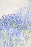 Lavender Field Stock Photography