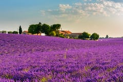 Lavender field and farm in Provence royalty free stock image Lavender field and farm in Provence royalty free stock image