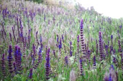 Lavender field in the rays of the summer warm sun. royalty free stock photography Lavender field in the rays of the summer warm sun. royalty free stock photography