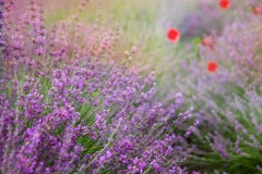 Lavender Floral Background Sunlit Royalty Free Stock Photography Lavender Floral Background Sunlit Royalty Free Stock Photography