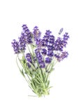 Lavender flower bunch isolated white background royalty free stock images Lavender flower bunch isolated white background royalty free stock images