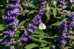 Lavender flower field in the garden in summer day stock image Lavender flower field in the garden in summer day stock image