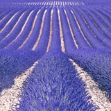 Lavender flower fields as background. Provence stock image Lavender flower fields as background. Provence stock image