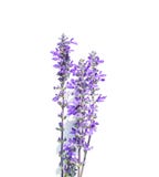 Lavender flower isolated on white background stock photo Lavender flower isolated on white background stock photo