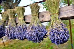 Lavender Flowers Stock Image Lavender Flowers Stock Image