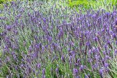 Lavender Lavandula field in the spring stock photo Lavender Lavandula field in the spring stock photo