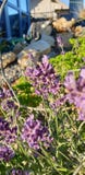Lavender στοκ φωτογραφία με δικαίωμα ελεύθερης χρήσης Lavender στοκ φωτογραφία με δικαίωμα ελεύθερης χρήσης