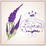 Lavender Στεφάνι των χορταριών σε ένα αναδρομικό ύφος με ένα τόξο απεικόνιση αποθεμάτων Lavender Στεφάνι των χορταριών σε ένα αναδρομικό ύφος με ένα τόξο απεικόνιση αποθεμάτων