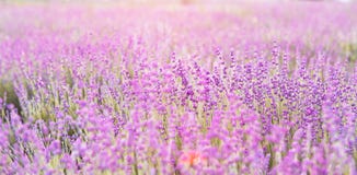 Lavender κινηματογράφηση σε πρώτο πλάνο θάμνων στοκ εικόνες με δικαίωμα ελεύθερης χρήσης Lavender κινηματογράφηση σε πρώτο πλάνο θάμνων στοκ εικόνες με δικαίωμα ελεύθερης χρήσης
