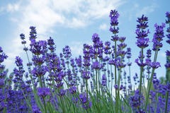 Lavender λουλούδια το καλοκαίρι Lavender λουλούδια το καλοκαίρι
