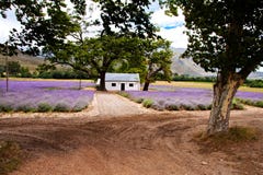 lavender πεδίων στοκ φωτογραφία lavender πεδίων στοκ φωτογραφία