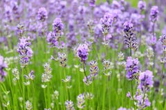 Lavender στενός επάνω τομέων από το φως του ήλιου στοκ φωτογραφία Lavender στενός επάνω τομέων από το φως του ήλιου στοκ φωτογραφία