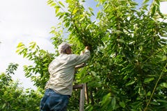Lavoratore della ciliegia immagini stock Lavoratore della ciliegia immagini stock