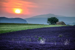 Lawend pola przy zmierzchem blisko wioski Valensole, Provence, Francja zdjęcia royalty free Lawend pola przy zmierzchem blisko wioski Valensole, Provence, Francja zdjęcia royalty free