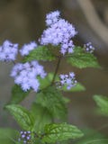 Lawendowi Ageratum Wildflowers - Conoclinium coelestinum Zdjęcia Royalty Free