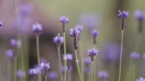 Lawendowy kwiatu krajobraz zamknięty w górę abstrakcjonistycznej miękkiej ostrości naturalnego tła fotografia stock Lawendowy kwiatu krajobraz zamknięty w górę abstrakcjonistycznej miękkiej ostrości naturalnego tła fotografia stock
