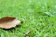 lawn arkivfoton lawn arkivfoton