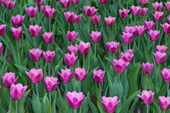 Lawn of colorful tulips in the spring Park royalty free stock images Lawn of colorful tulips in the spring Park royalty free stock images