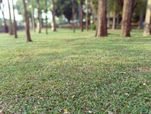 Lawn i parkera arkivbilder Lawn i parkera arkivbilder