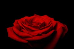 Layers of love petals - red rose