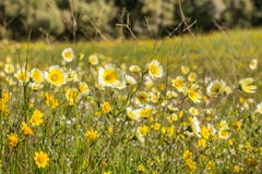 Layiaplatyglossavildblommor kallade gemensamt kust- tidytips på fältet, Kalifornien royaltyfri bild Layiaplatyglossavildblommor kallade gemensamt kust- tidytips på fältet, Kalifornien royaltyfri bild