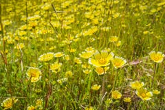 Layiaplatyglossavildblommor kallade gemensamt kust- tidytips på fältet, Kalifornien royaltyfri foto Layiaplatyglossavildblommor kallade gemensamt kust- tidytips på fältet, Kalifornien royaltyfri foto