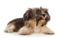 A laying beautiful smiling dark chocolate havanese puppy dog Royalty Free Stock Photo A laying beautiful smiling dark chocolate havanese puppy dog Royalty Free Stock Photo