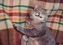 Lazy cat relaxing on soft blanket. Pets, lifestyle, cozy autumn or winter weekend, cold weather concept. stock photography Lazy cat relaxing on soft blanket. Pets, lifestyle, cozy autumn or winter weekend, cold weather concept. stock photography