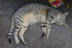 A lazy cat sleeping on road stock images A lazy cat sleeping on road stock images