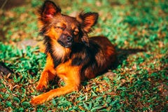 Lazy dog in the morning stock photo Lazy dog in the morning stock photo
