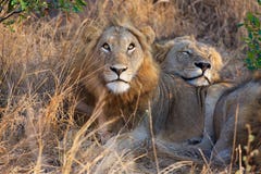 Lazy Lions in Kruger National Park stock photo Lazy Lions in Kruger National Park stock photo