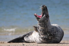 Lazy seal stock image Lazy seal stock image