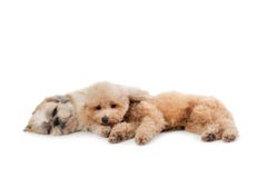 Lazy shih tzu and poodle lying on the floor together stock photo Lazy shih tzu and poodle lying on the floor together stock photo